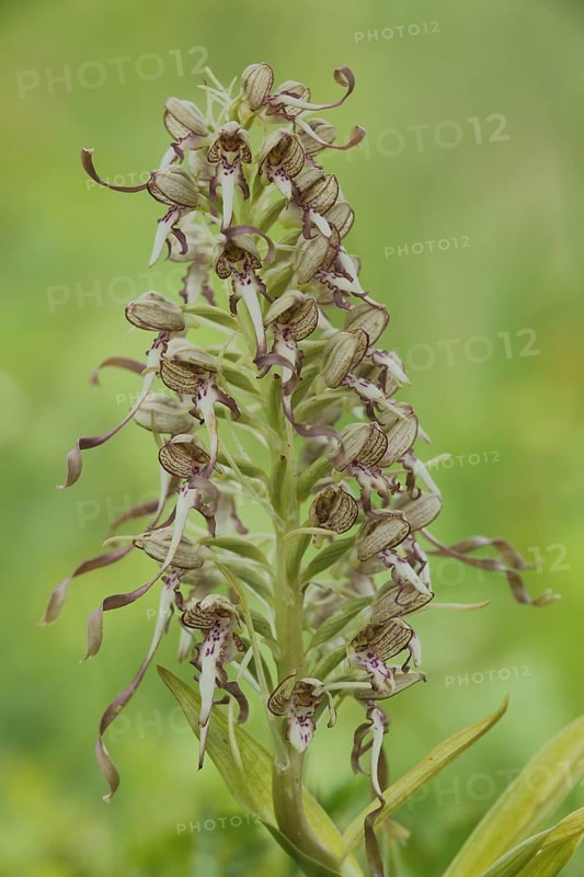 Lizard orchid