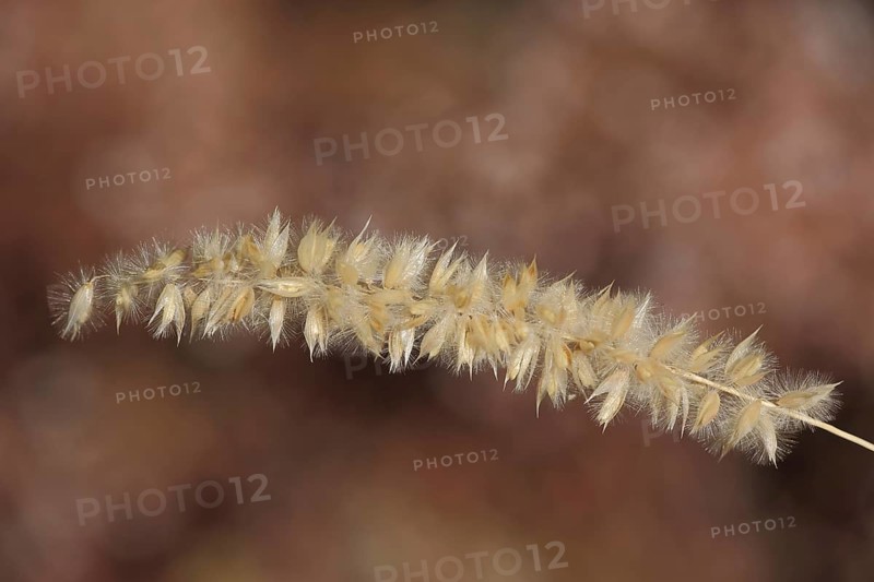 Spike of hairy melic