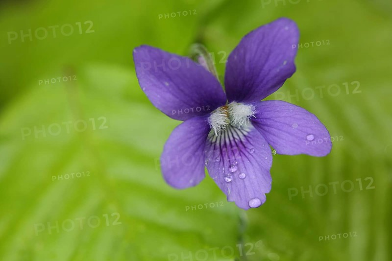 Flower of the wood violet