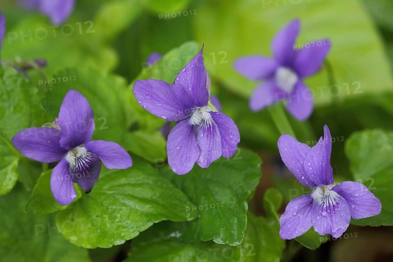 Four flowers of the wood violet