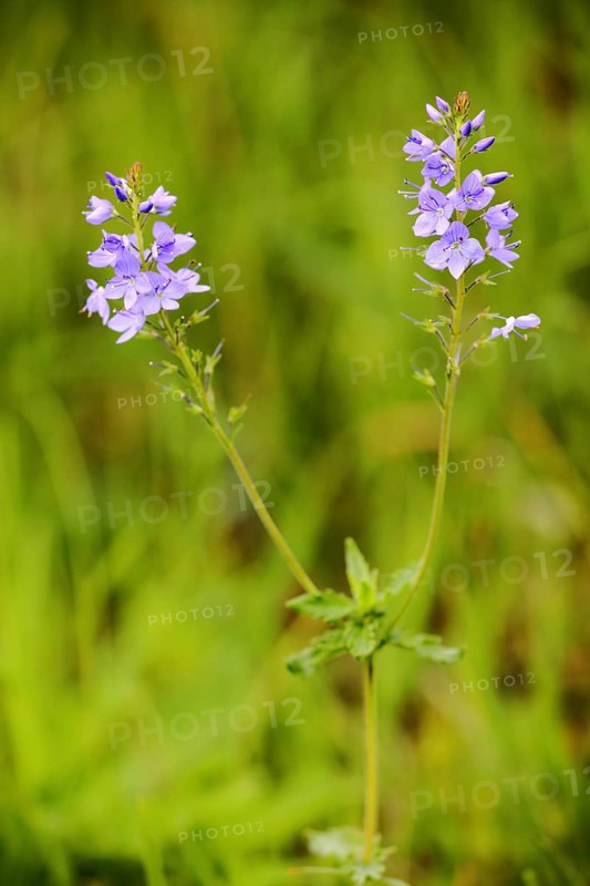 Large speedwell