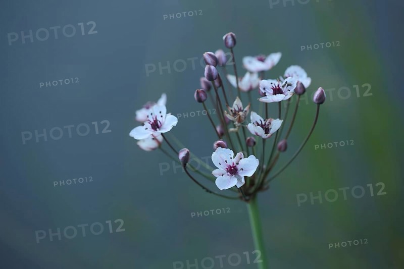Flowering rush