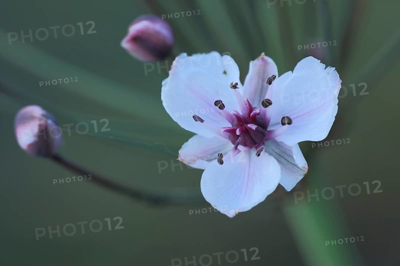 Flower of flowering rush