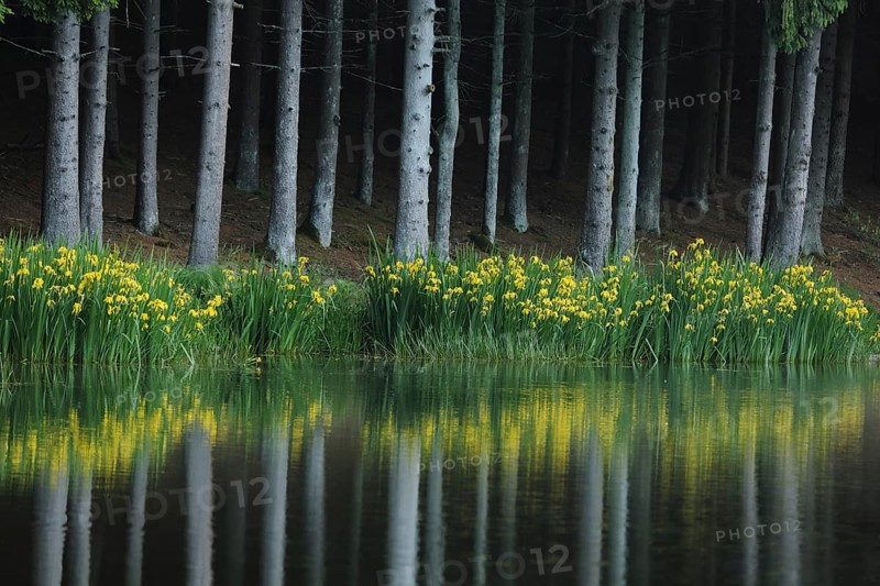 Shore of Rothsee with marsh iris