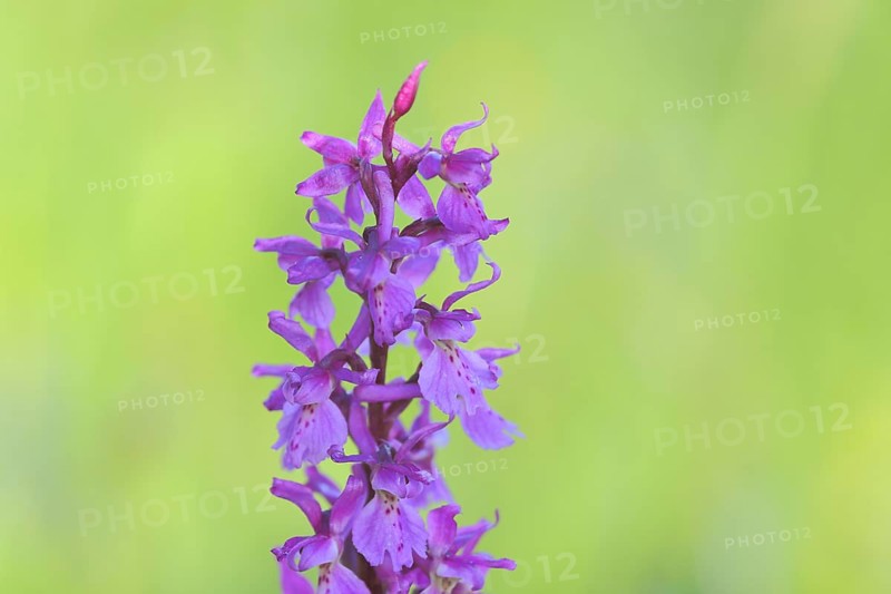Greater early purple orchid