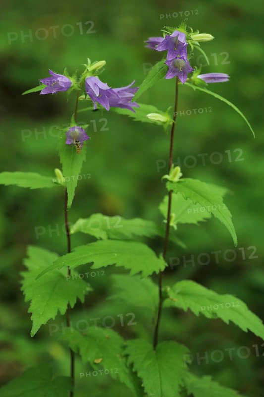 Nettle-leaved bellflower