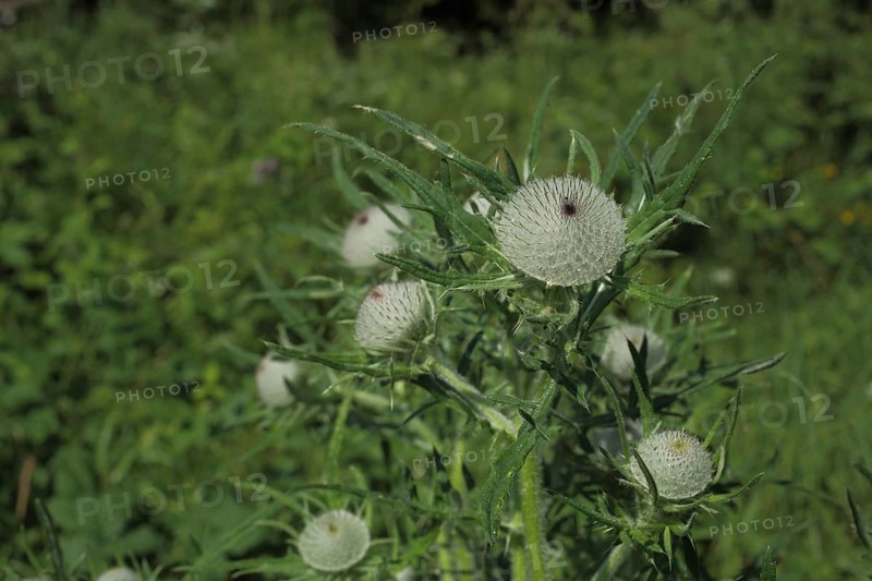 Woolly thistle