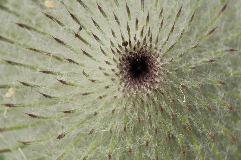Fruit of a woolly thistle