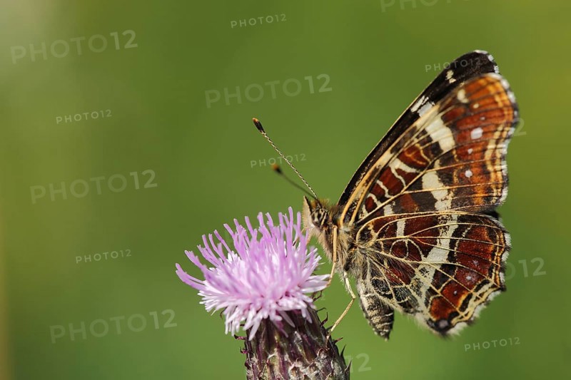Map butterfly