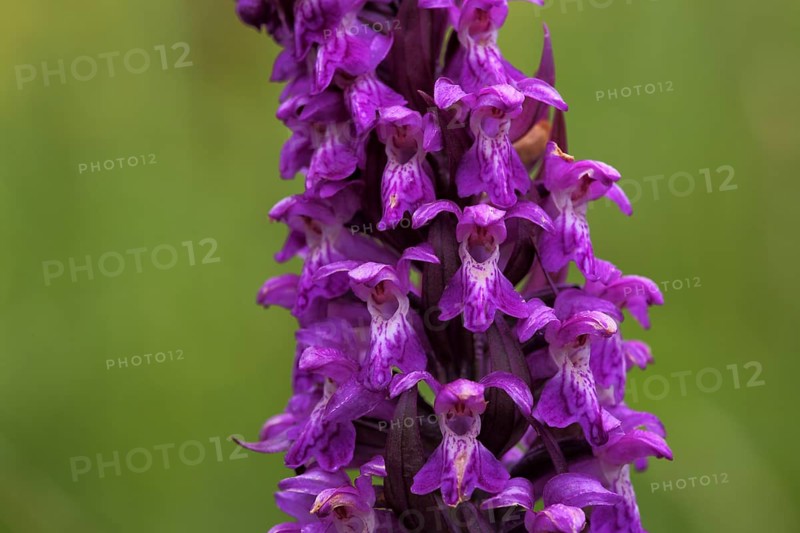 Western marsh orchid
