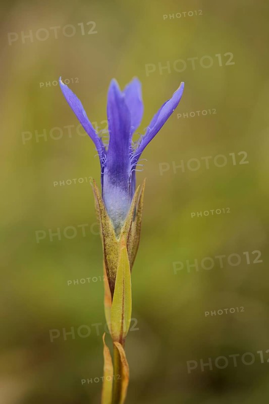 Fringed gentian