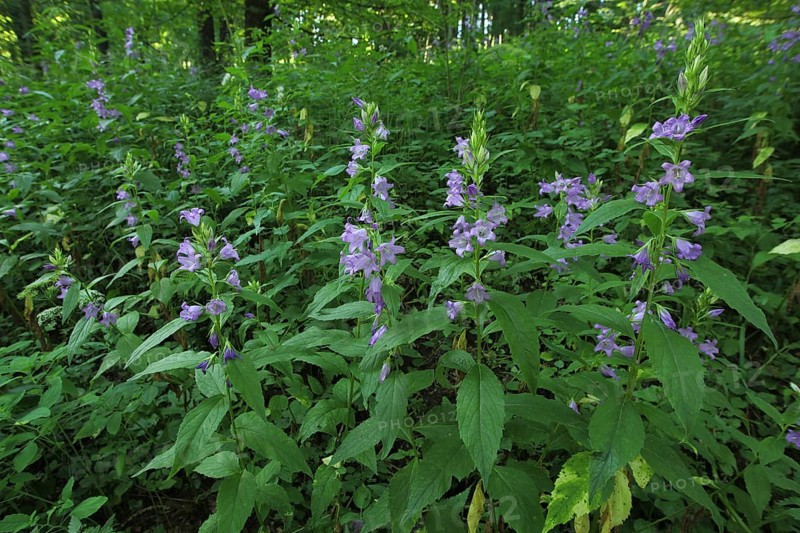Wide-leaved bellflower
