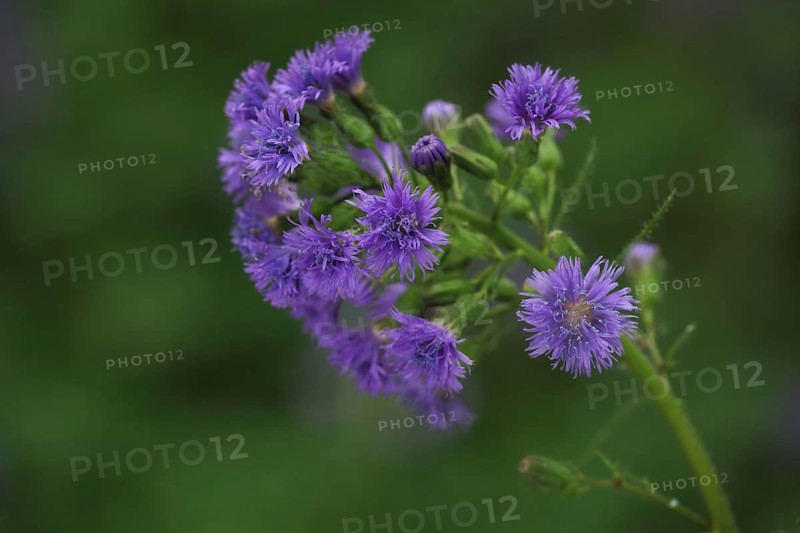 Alpine sow-thistle