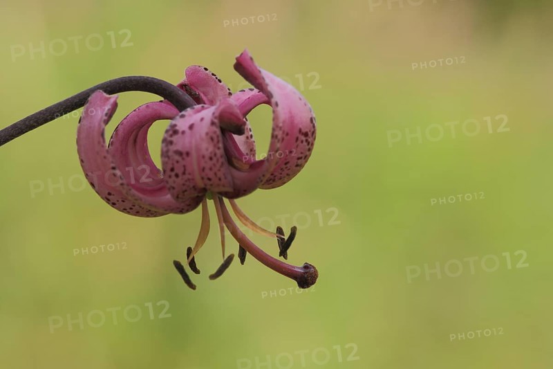 Flower of Turk's-cap lily