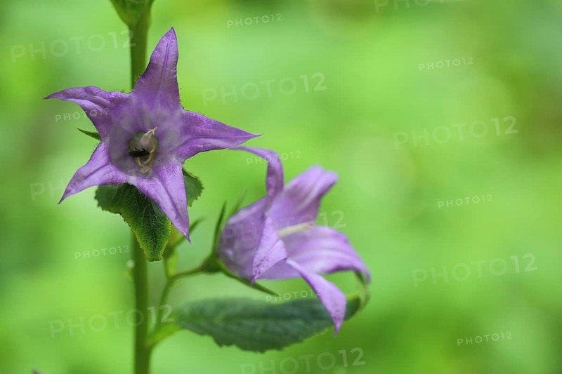 Nettle-leaved bellflower
