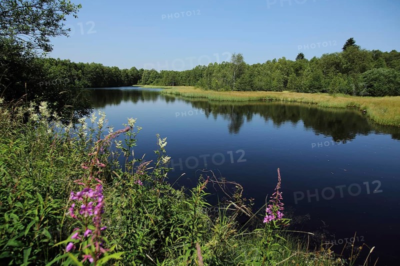 Landscape with bog lake