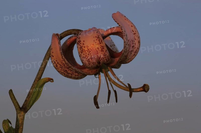 Flower of Turk's-cap lily