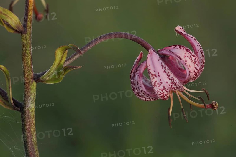 Flower and stem of the Turk's-cap lily