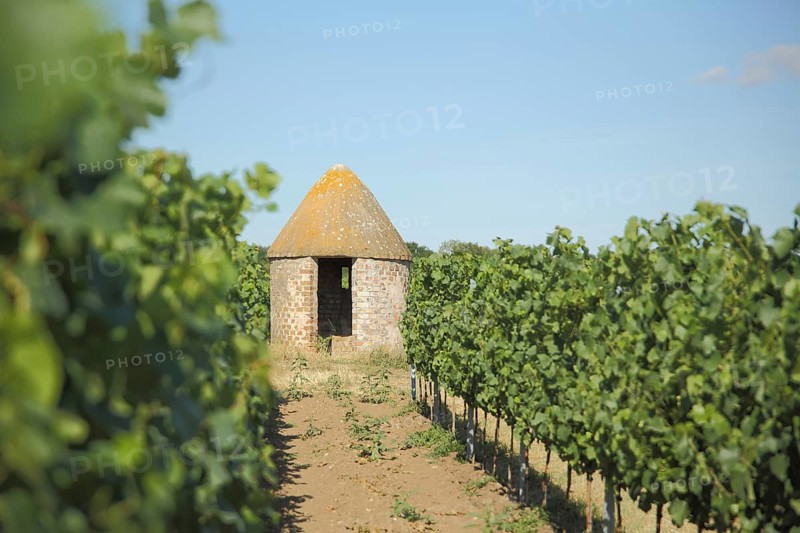 Trullo in the vineyards