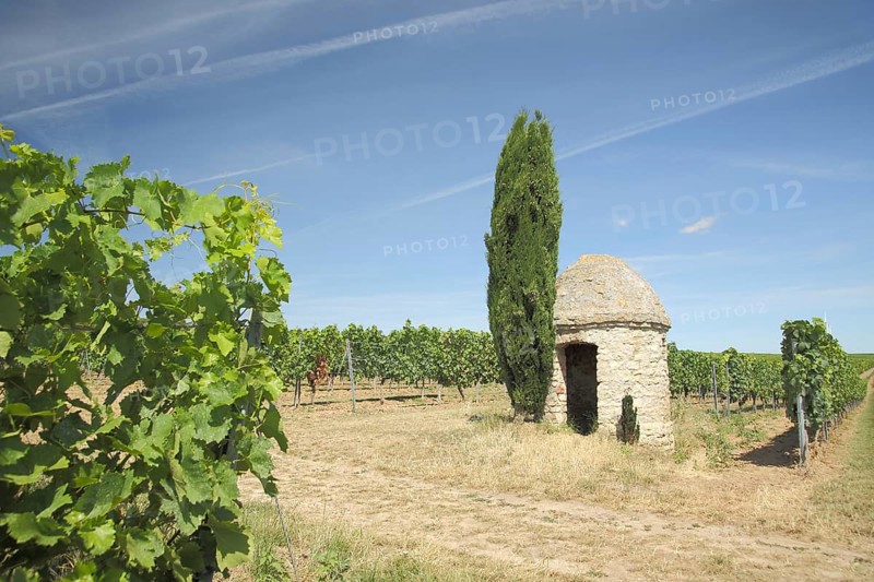 Trullo with cypress in the vineyards