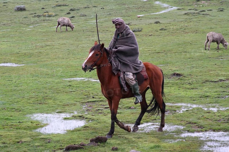 Local horseman and herdsman
