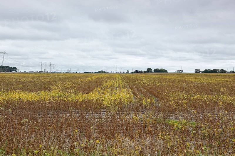 Agriculture