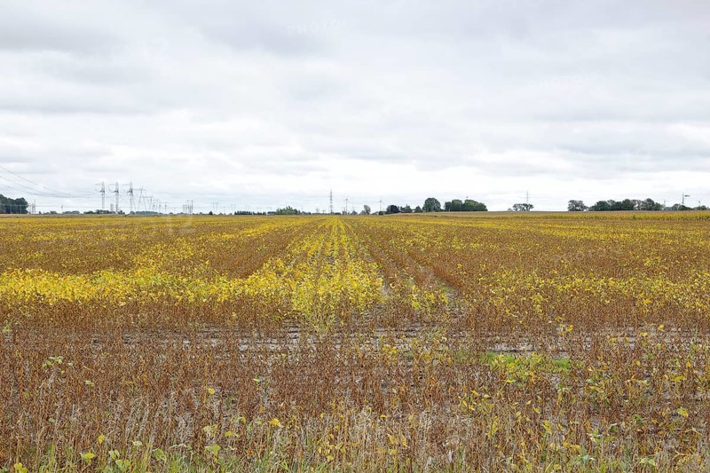 Agriculture