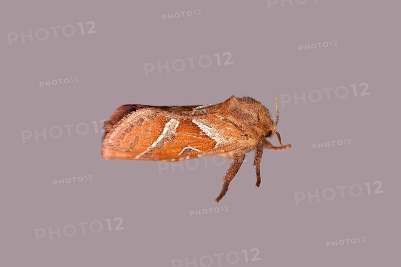 Orange swift