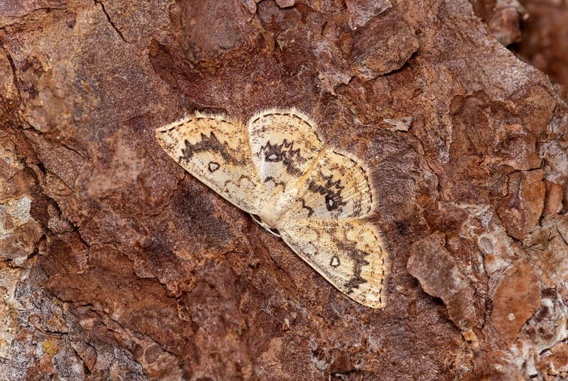 Maple girdle moth