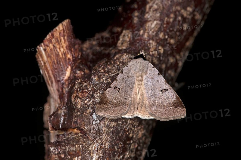 Bordered straw