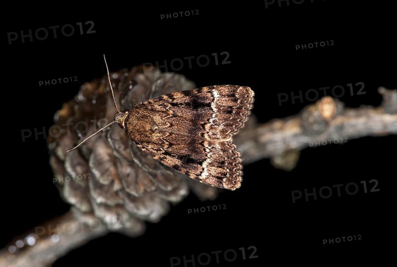 Copper underwing