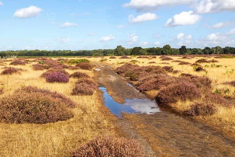 Track crossing heather and grass of heathland