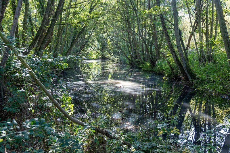Still pond water shaded by trees