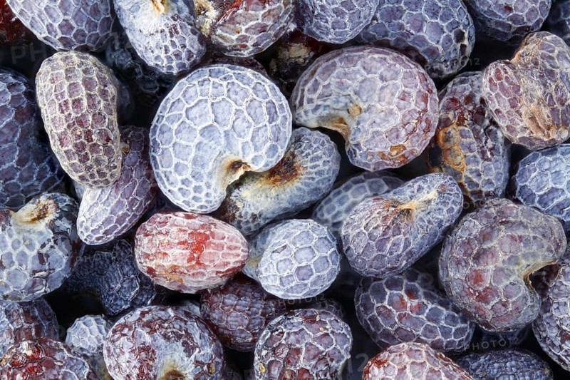 Seeds of the opium poppy
