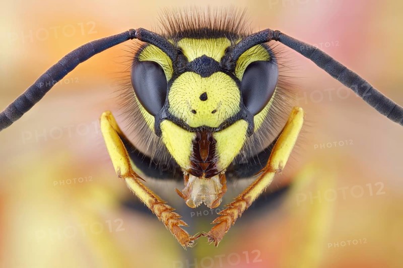 Portrait of a German vespula germanica