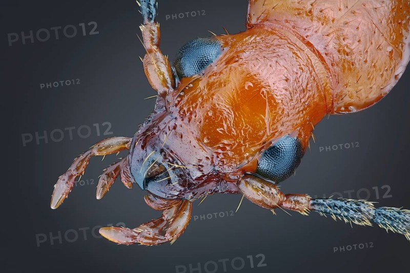Head of a false click beetle