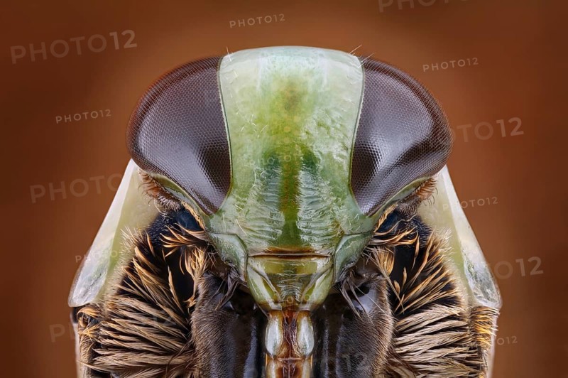 Head of a backswimmer