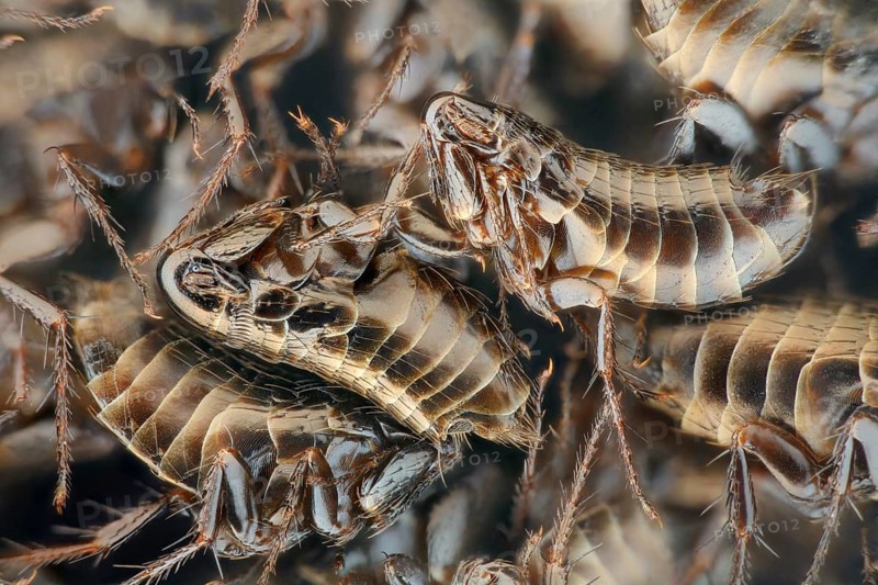 A pile of dead fleas