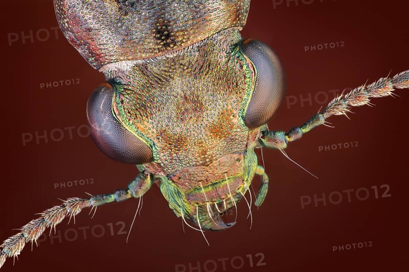 Dorsal view of a Rasch beetle
