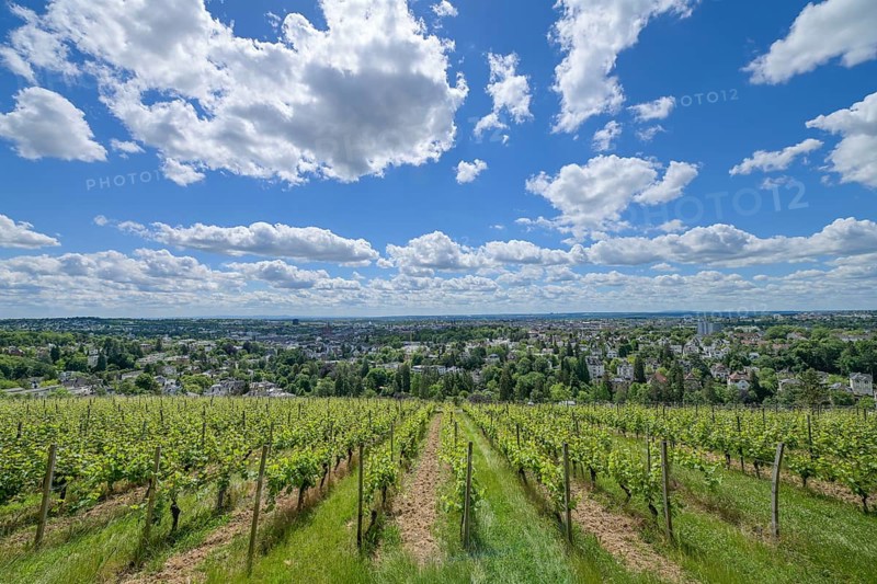 Vineyard Steillage Neroberg