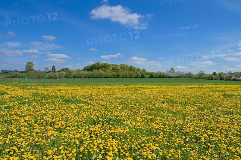 Meadow near Ratzeburg