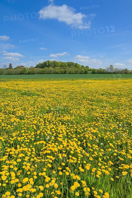 Meadow near Ratzeburg