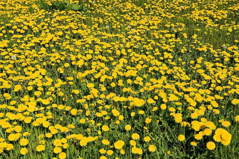 Meadow near Ratzeburg