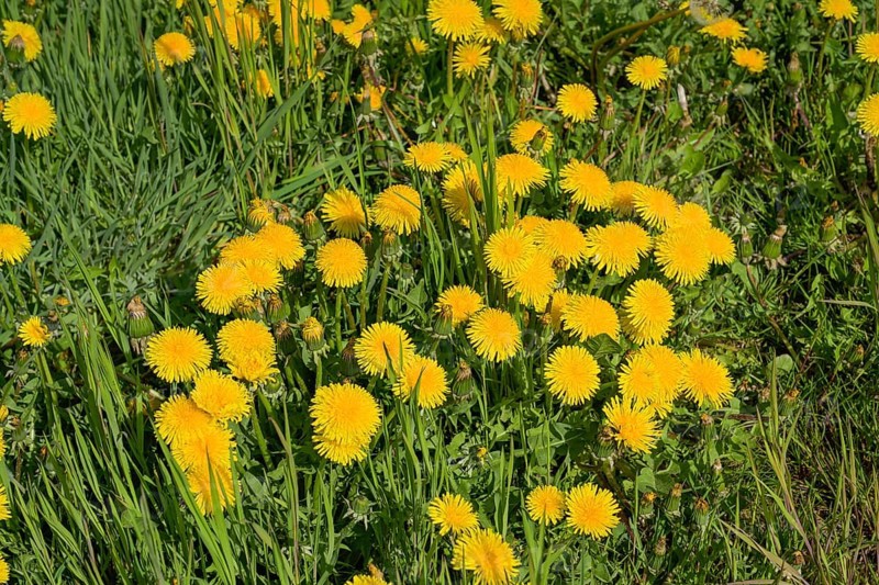 Meadow near Ratzeburg