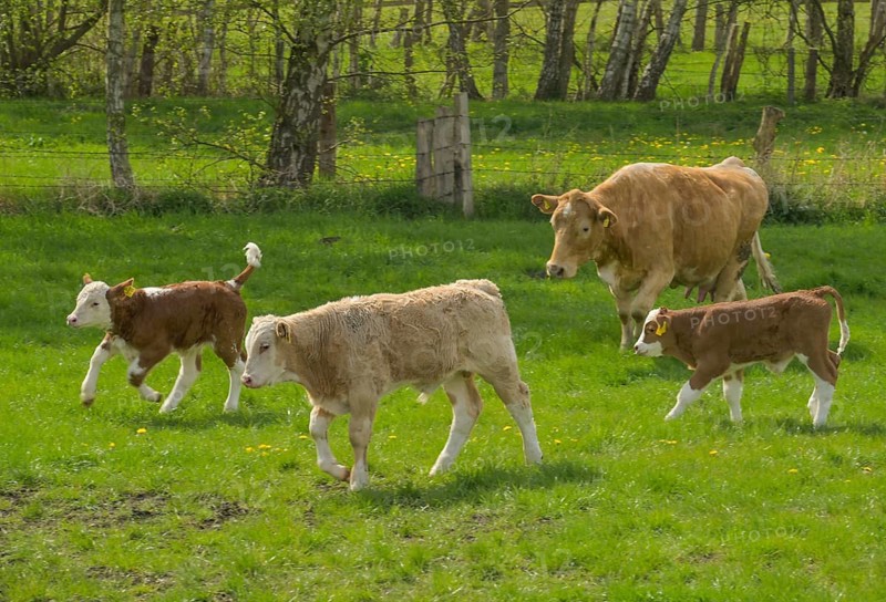 Pasture