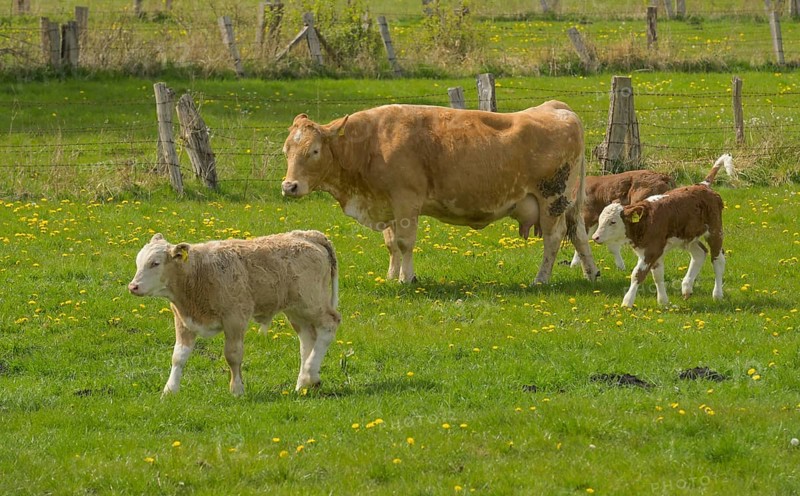 Pasture