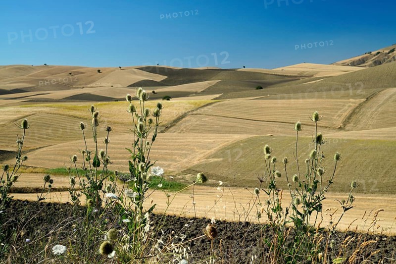 Landscape around Irsina
