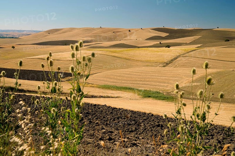 Landscape around Irsina