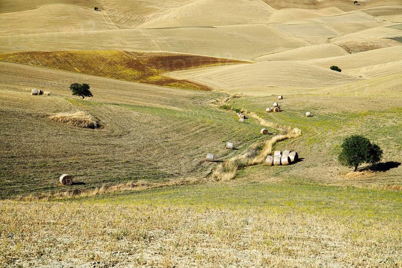 Landscape around Irsina