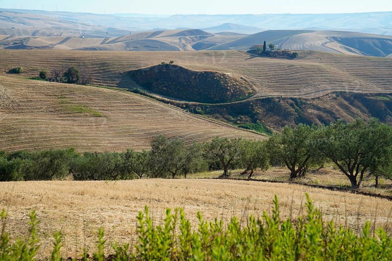 Landscape around Irsina
